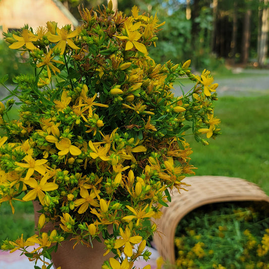 SÓL :: Herbal Body Oil - St Johns Wort