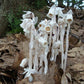 Ghost Pipe Elixir