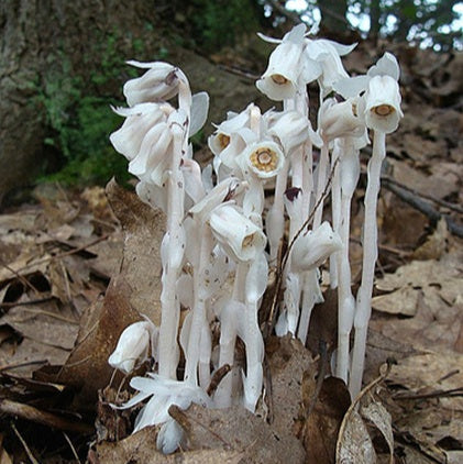 Ghost Pipe Elixir