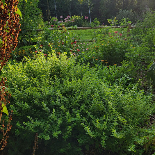 Brighter Days :: Herbal Loose Leaf Tea Blend