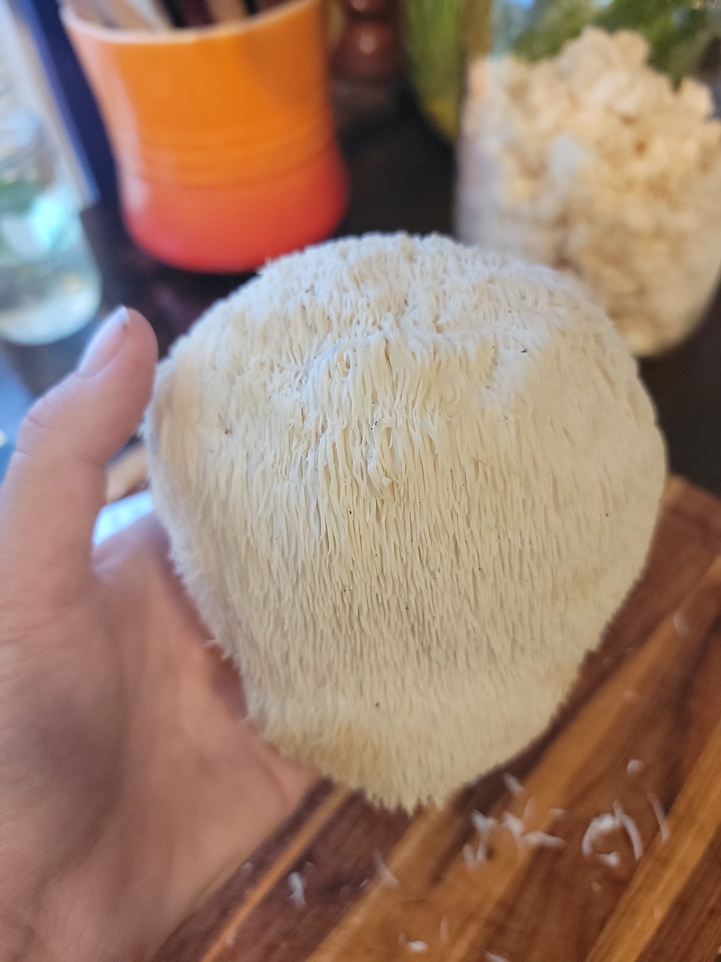 Mycelial Mind :: Mushroom Extract