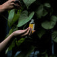 VÖLVA :: Herbal Body Oil