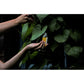 SÓL :: Herbal Body Oil - St Johns Wort