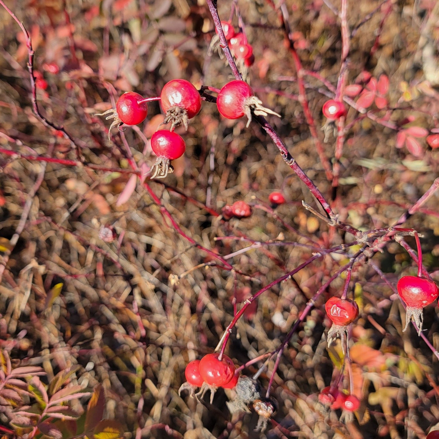 Wild Rosehip Face Serum