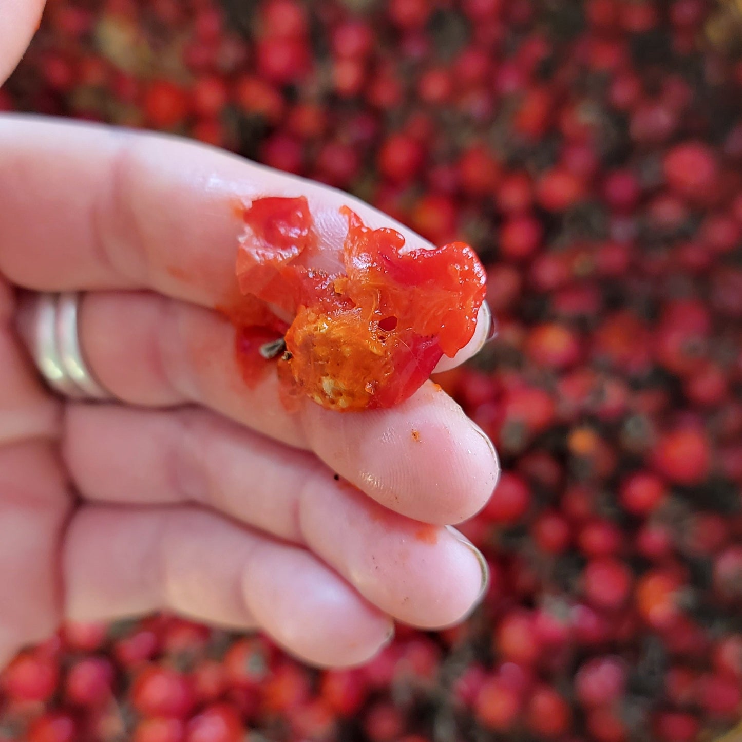 Wild Rosehip Face Serum